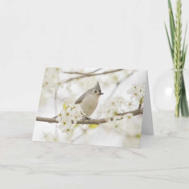 Tufted Titmouse in Pear Tree Card (Front)