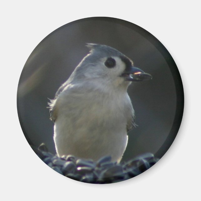 Tufted Titmouse Magnet (Front)