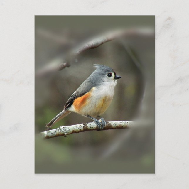 Tufted Titmouse Postcard (Front)