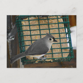 Tufted Titmouse Postcard