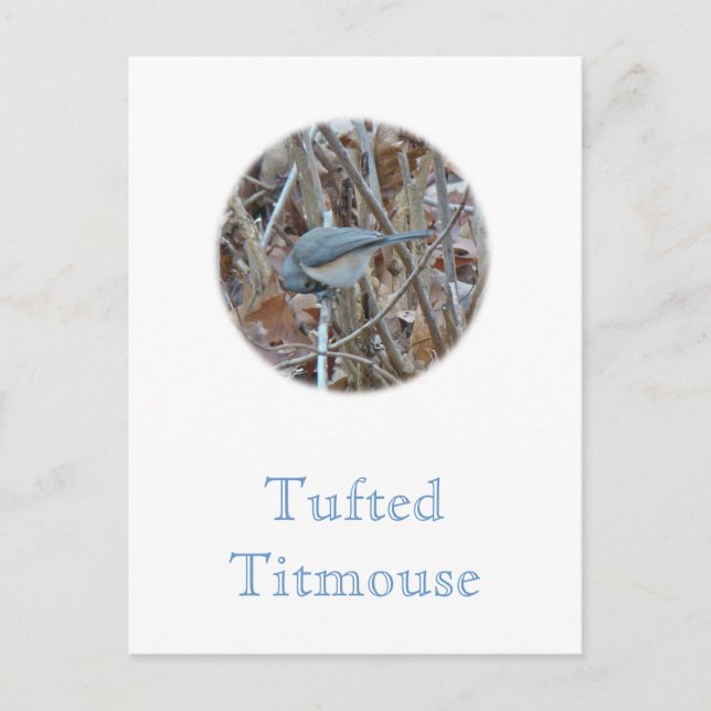 Tufted Titmouse Songbird Coordinating Items Postcard (Front)