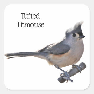 Tufted Titmouse Square Sticker