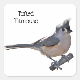 Tufted Titmouse Square Sticker