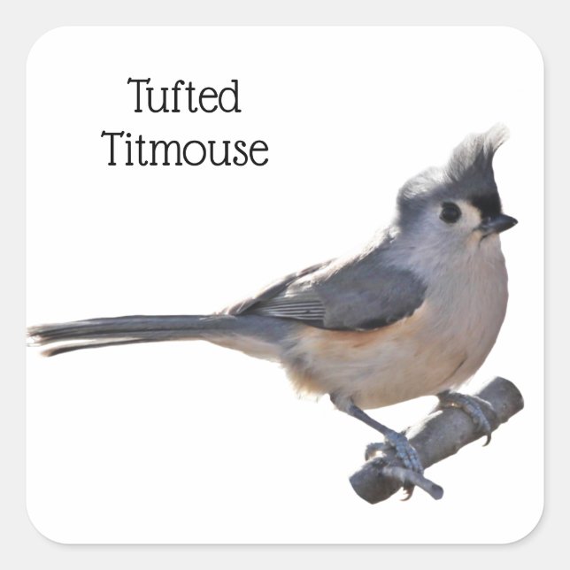 Tufted Titmouse Square Sticker (Front)