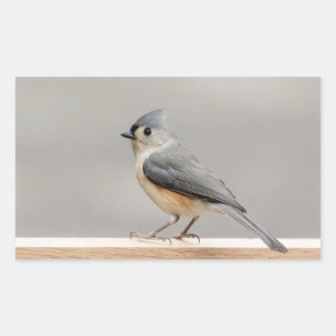 Tufted Titmouse Sticker
