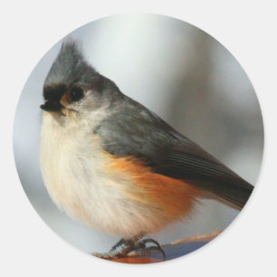 Tufted Titmouse Stickers