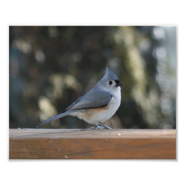 Tufted titmouse with tuft up photo print (Front)