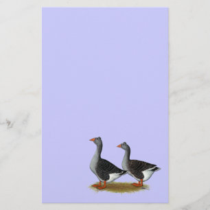 Tufted Toulouse Geese