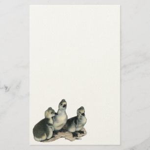 Tufted Toulouse Goslings Stationery