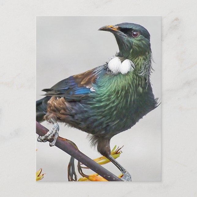 Tui Bird of New Zealand Postcard (Front)