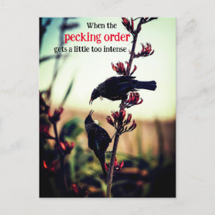 Tui birds fighting on flax holiday postcard