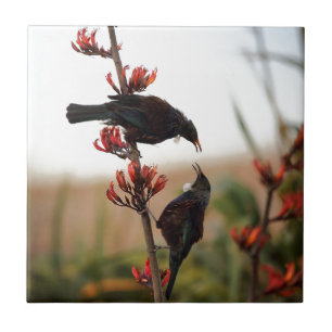 Tui birds on New Zealand flax bush Tile