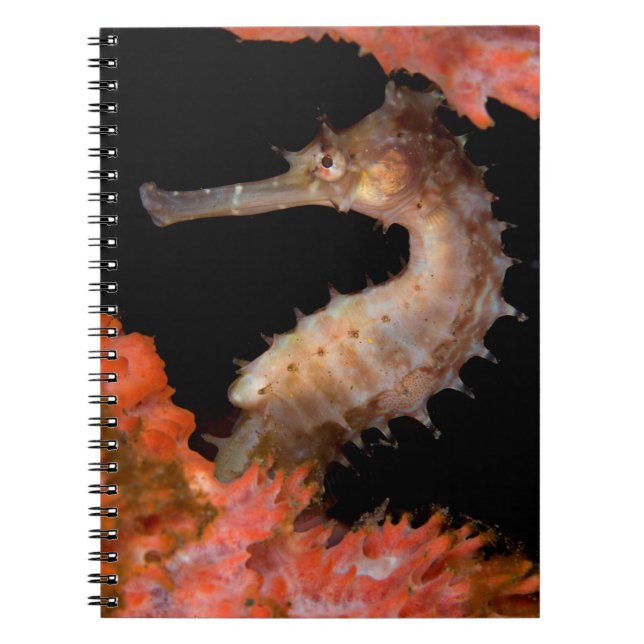 Tulamben, Thorny Sea Horse Notebook (Front)