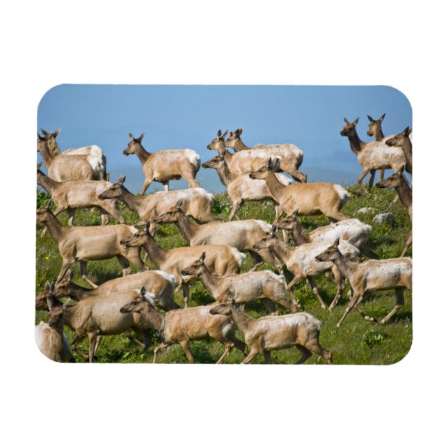 Tule Elk| Point Reyes National Seashore, CA Magnet (Horizontal)