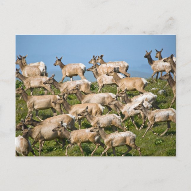 Tule Elk| Point Reyes National Seashore, CA Postcard (Front)