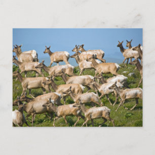 Tule Elk Point Reyes National Seashore, CA Postcard