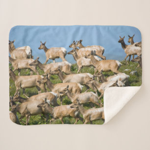 Tule Elk  Point Reyes National Seashore, CA Sherpa Blanket