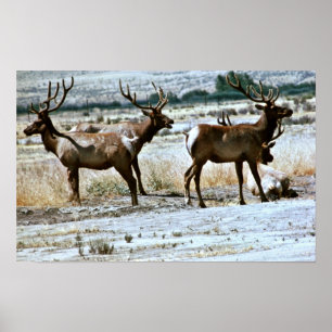 Tule Elk Poster