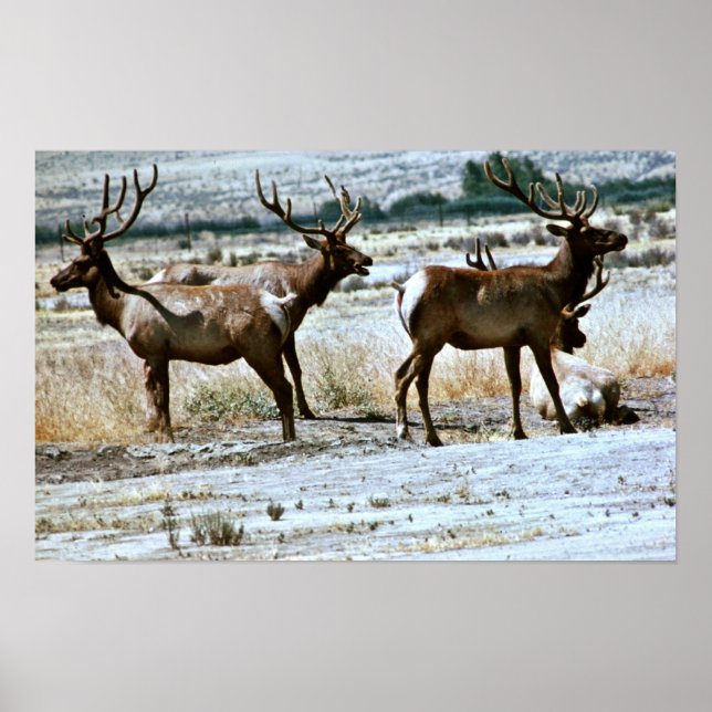 Tule Elk Poster (Front)