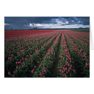 Tulières rose et rouge brillantes sous le noir