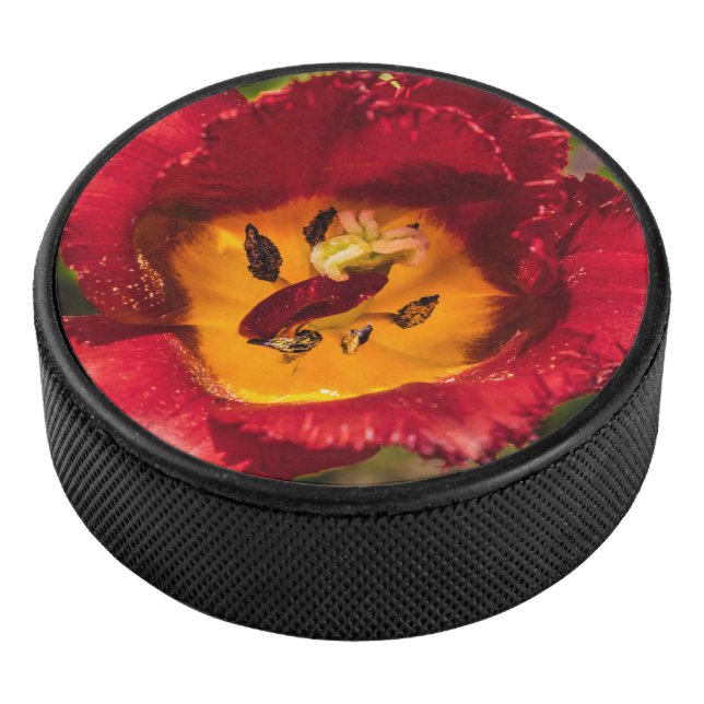 Tuliforme rouge (3/4/2016 12:00:00 AM)
