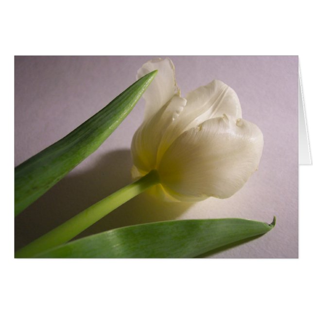 Tulip (Front Horizontal)