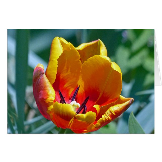 Tulip (Front Horizontal)