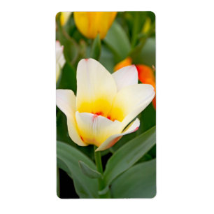 Tulip