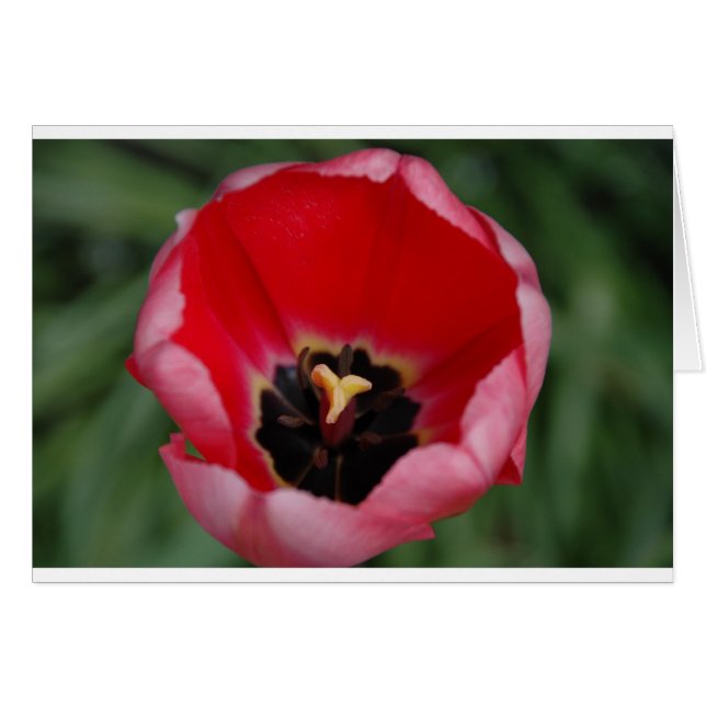 Tulip (Front Horizontal)
