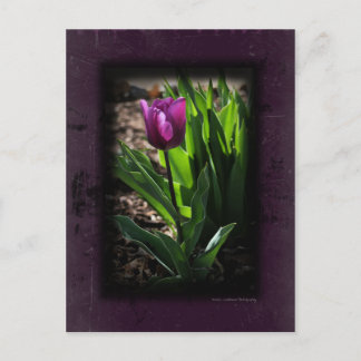 Tulip 0243 Purple Postcards