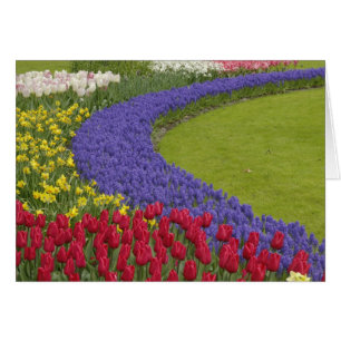 Tulip and Grape Hyacinth and daffodil garden,