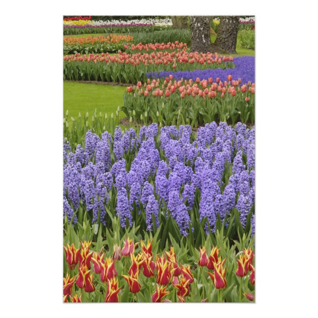 Tulip and Hyacinth garden, Keukenhof Gardens, Photo Print (Front)