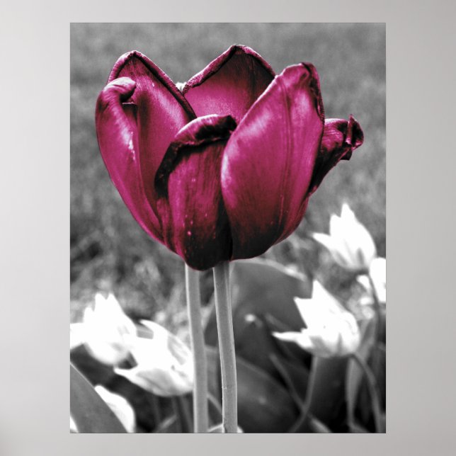 Tulip Art Poster (Front)