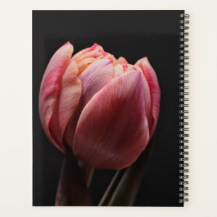 Tulip Belle Holland Floral