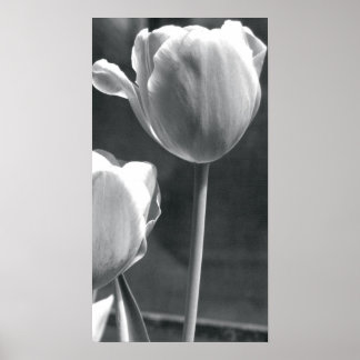 Tulip Black and White Poster