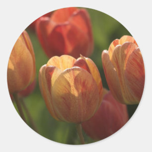 Tulip Blossoms Stickers