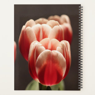 Tulip Botanical Beautiful Amsterdam Landscape Planner