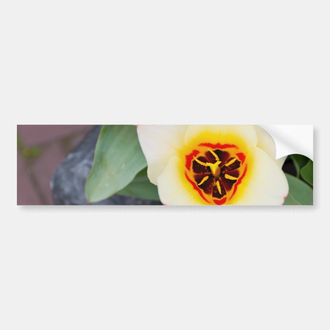 Tulip Bumper Sticker (Front)