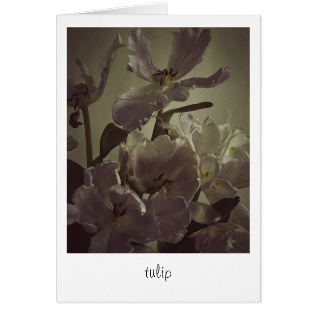"tulip" by Heidi Rondak Photography (Front)