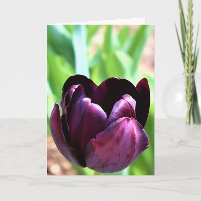 Tulip, card (Front)