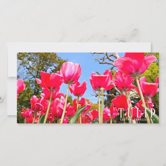 Tulip Card (Front)