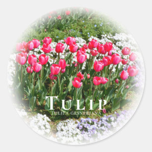 Tulip Classic Round Sticker