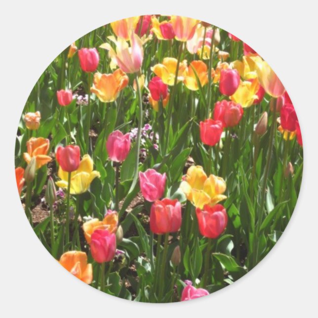 tulip,colourful classic round sticker (Front)