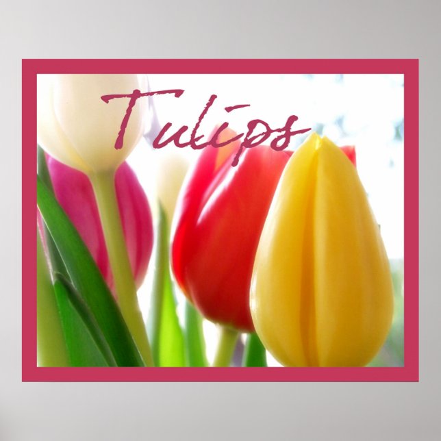 Tulip Colours Poster (Front)