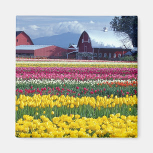 Tulip display field magnet