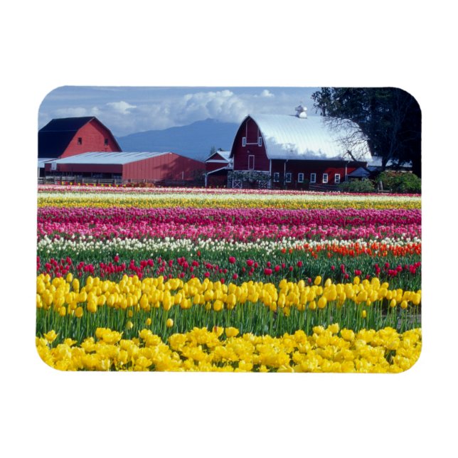 Tulip display field magnet (Horizontal)
