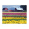 Tulip display field