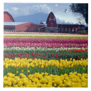 Tulip display field tile