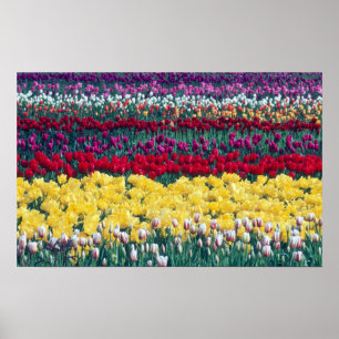 Tulip display garden in Skagit county, Poster