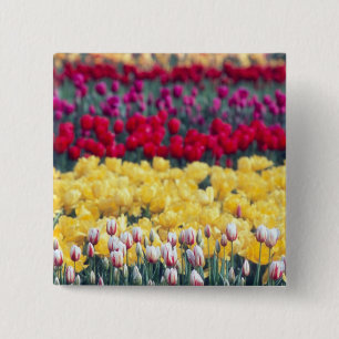 Tulip display garden in the Skagit valley, 2 Inch Square Button